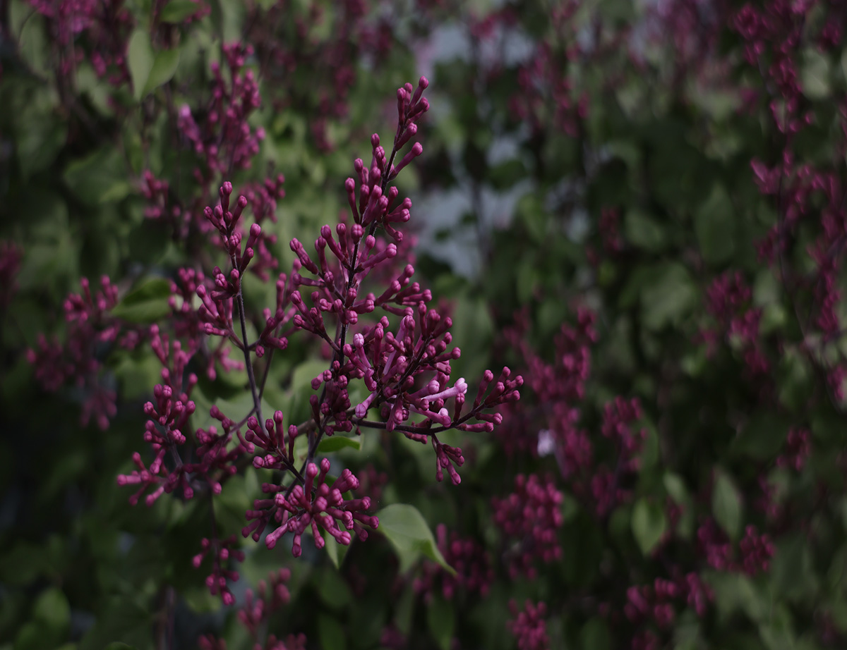 Photo of purple flower buds