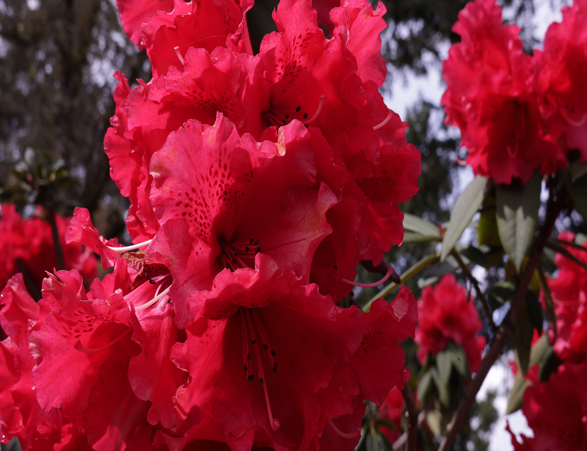 Photo of red rhododendrons